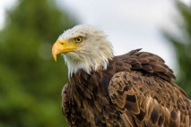 Bald Eagle - Eugene Pruski