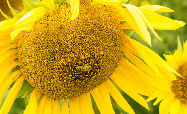 Harvest - Sunflower 7 by Paul Mennill